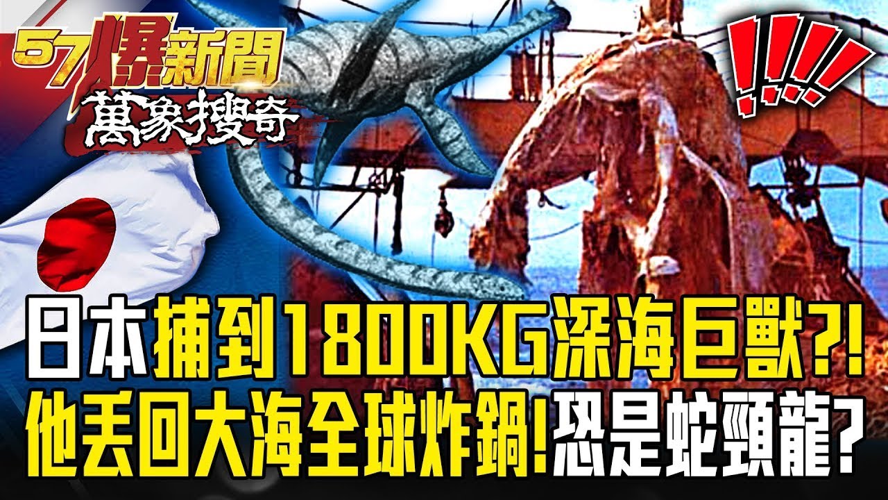 日漁船捕到「1800KG深海巨獸」？！艦長丟回大海「全球炸鍋」恐是蛇頸龍？！【57爆新聞 萬象搜奇】  ⁨