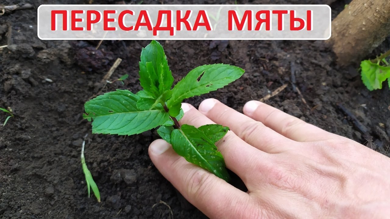 Будет много мяты! Как пересадить и размножить мяту