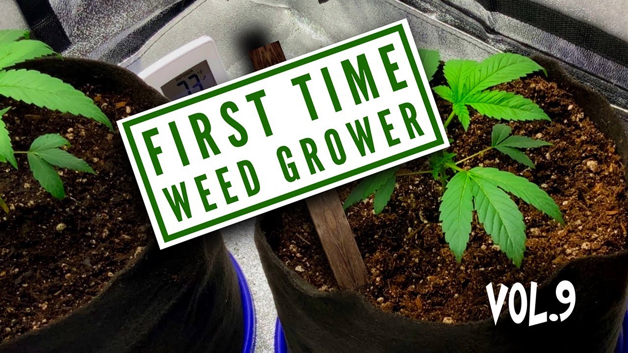First Time Growing Weed(Home Grown)Days 70-77