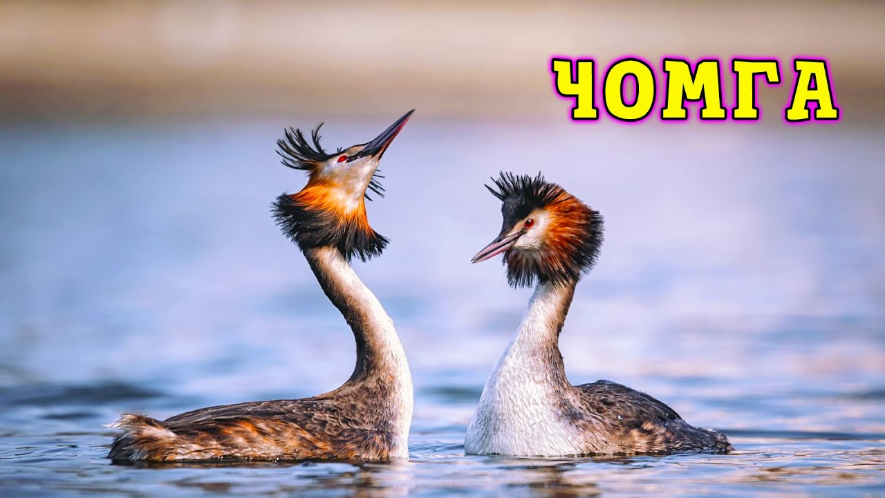 Чомга и её мир  Водные красоты поганки