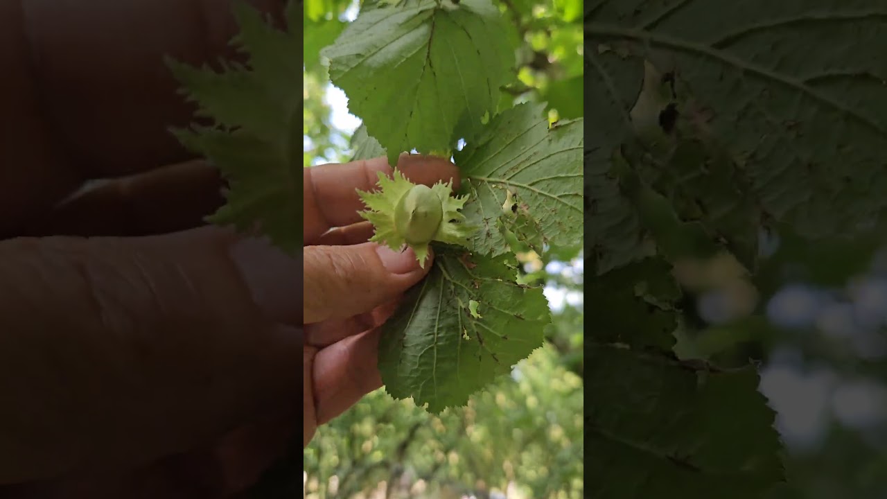 Noccioleto con nocciole sull'albero ancora verdi.