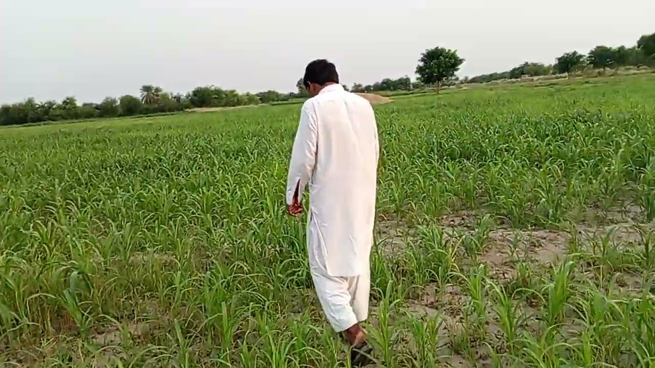 Bajrey ki fasal py rust ka hamlla or is ka hall