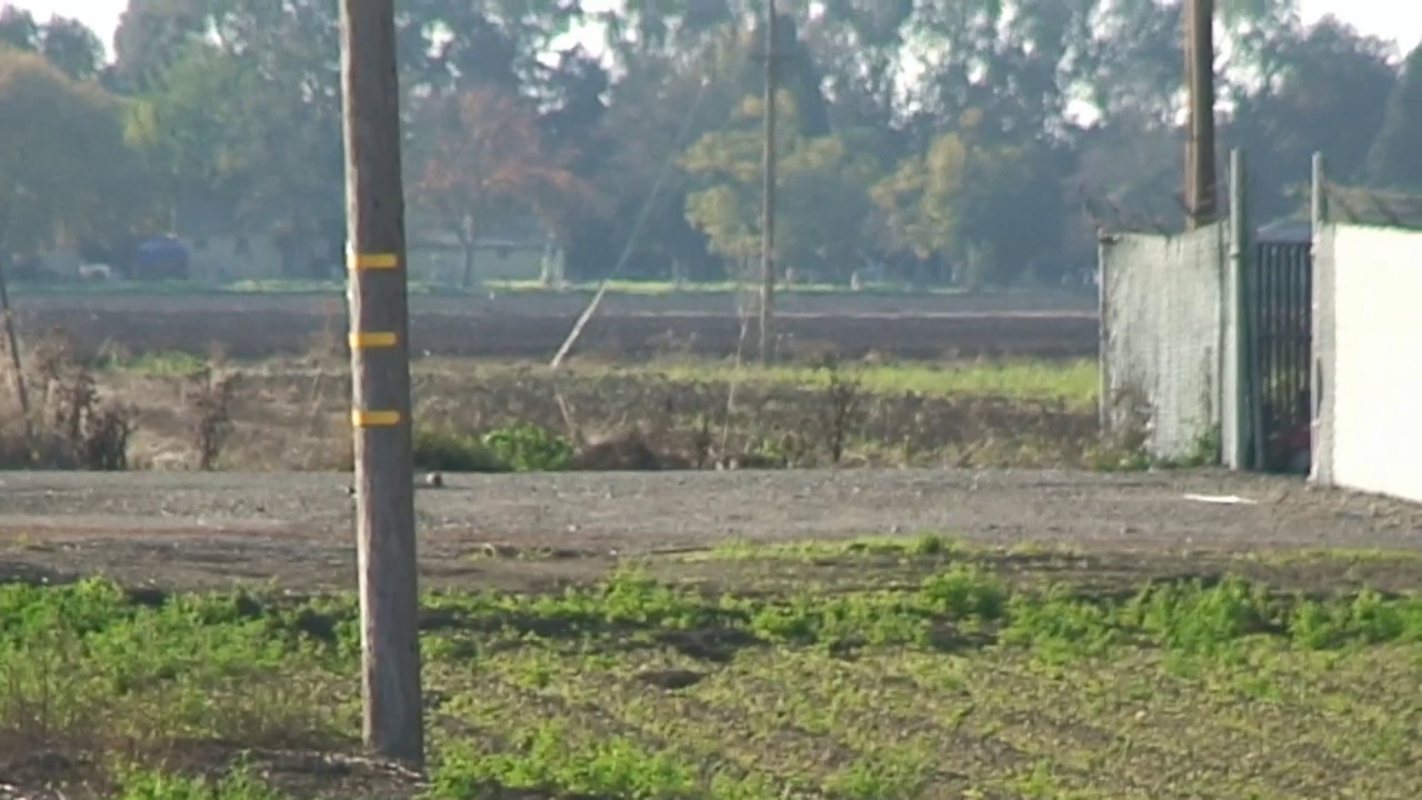 Hawk Spotting and Trapping attempts