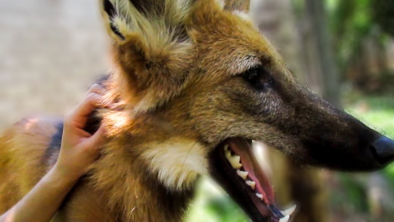 Hanging out with a rescued Maned Wolf (Chrysocyon brachyurus)