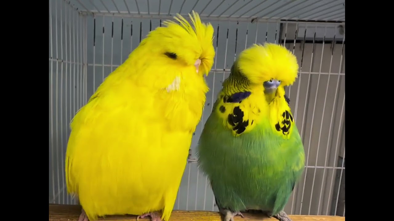 My SUPER JUMBO Champion Winner Lutino English Budgie Young Female ! 