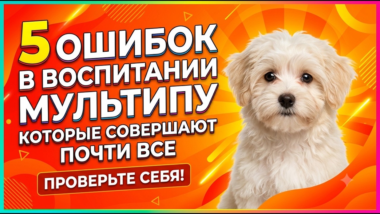 🐾 5 ошибок в воспитании мальтипу, которые совершают почти все. Проверьте себя.