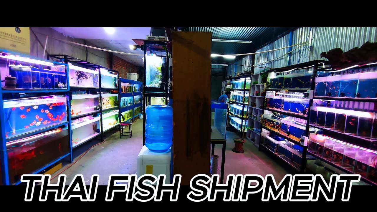 Massive Thai Fish Shipment Just Arrived! 🐠 Unboxing Rare Tropical Fish