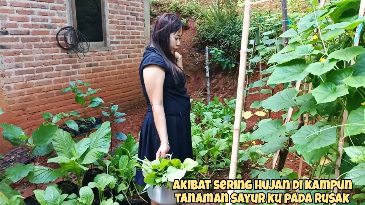 PAGI DI KAMPUNG KU MANEN SAYURAN SEBAB SAYURAN KU BANYAK YANG RUSAK AKIBAT ULAT DAN HUJAN 