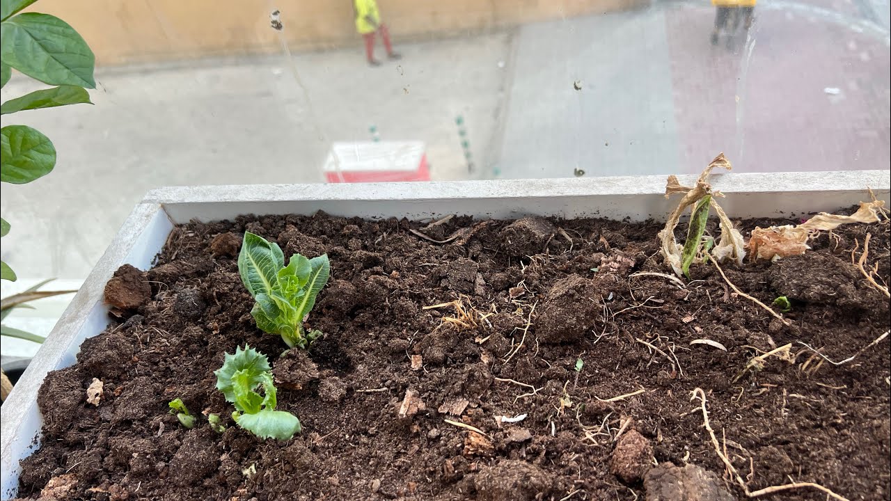 9th Ramdan 4: 00 PM 💁‍♀️ let’s regrow herbs 🌿 🪴 roots and after recitation Quran 🙏