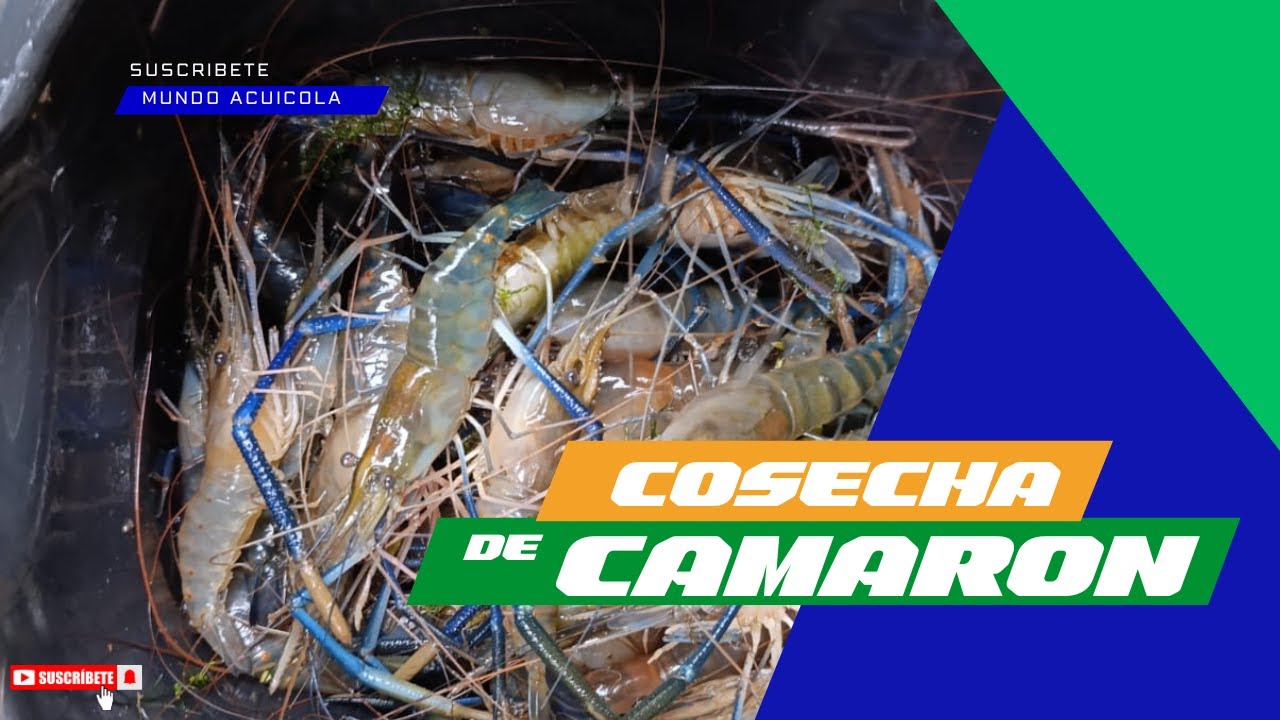 ¡COSECHA EXITOSA de Camarones Gigantes! 🦐🌊 | Macrobrachium rosenbergii