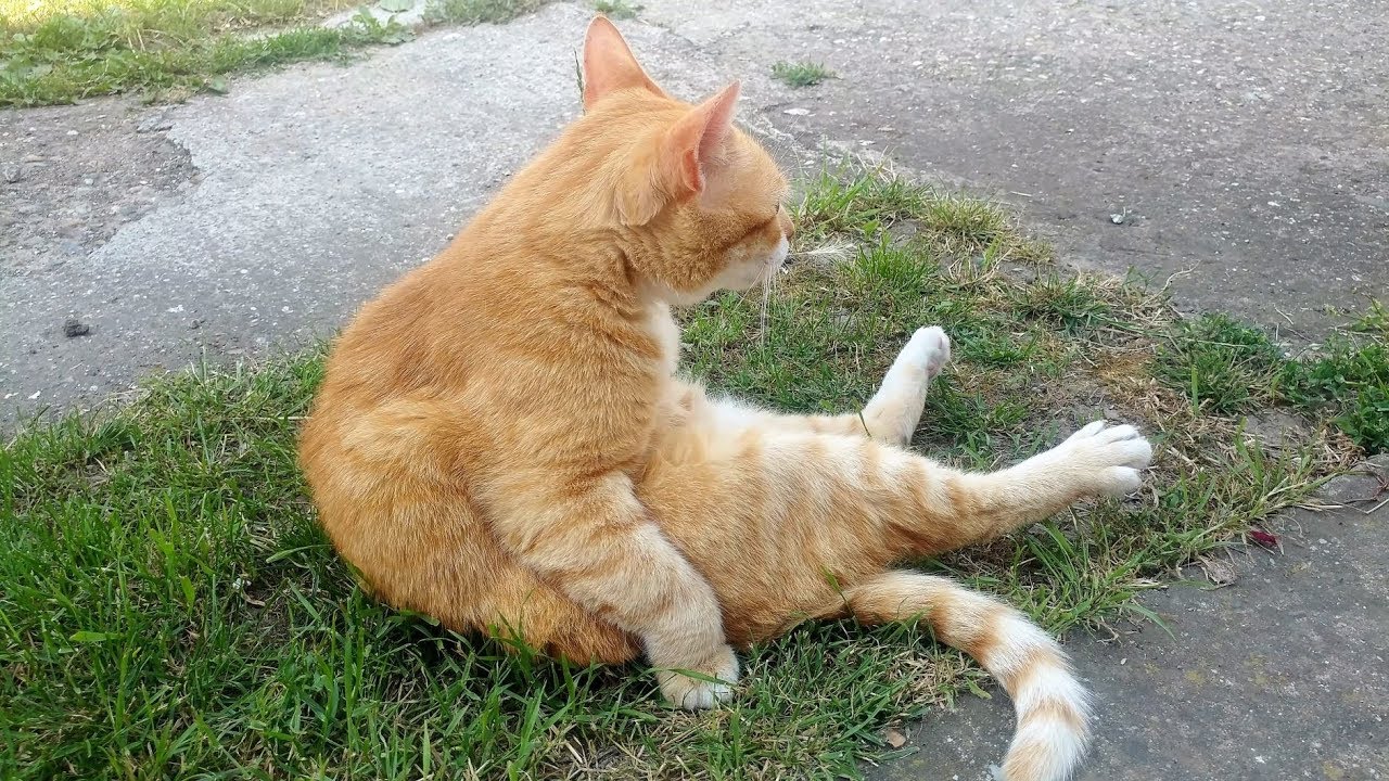 Relaxing Cat Video 45