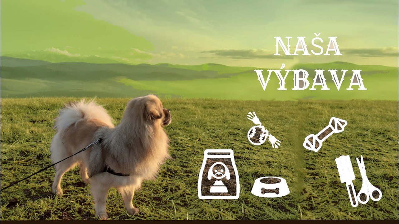 NAŠA VÝBAVA 2021 / Hravo so Psom