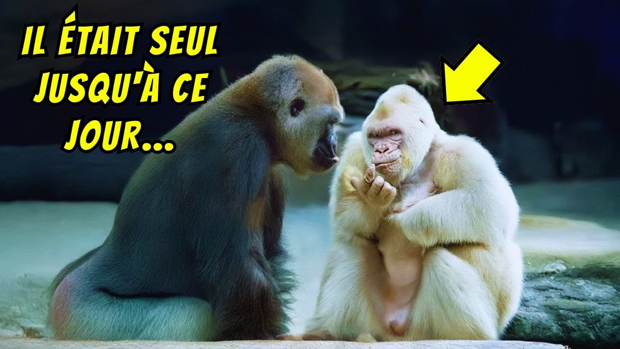 Un Gorille Albinos Rejeté Toute Sa Vie... Jusqu'à CE Moment Qui a Tout Changé 💔