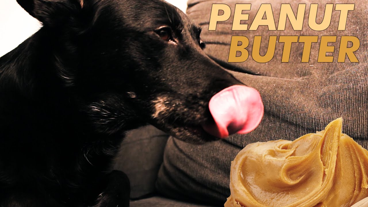 ASMR DOG EATING PEANUT BUTTER