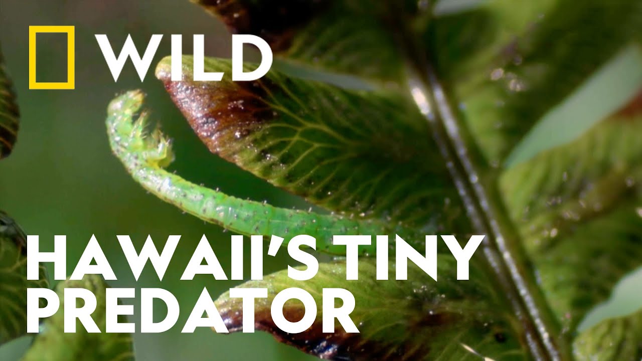 Not All Caterpillars Are Herbivores | World's Weirdest | National Geographic WILD UK