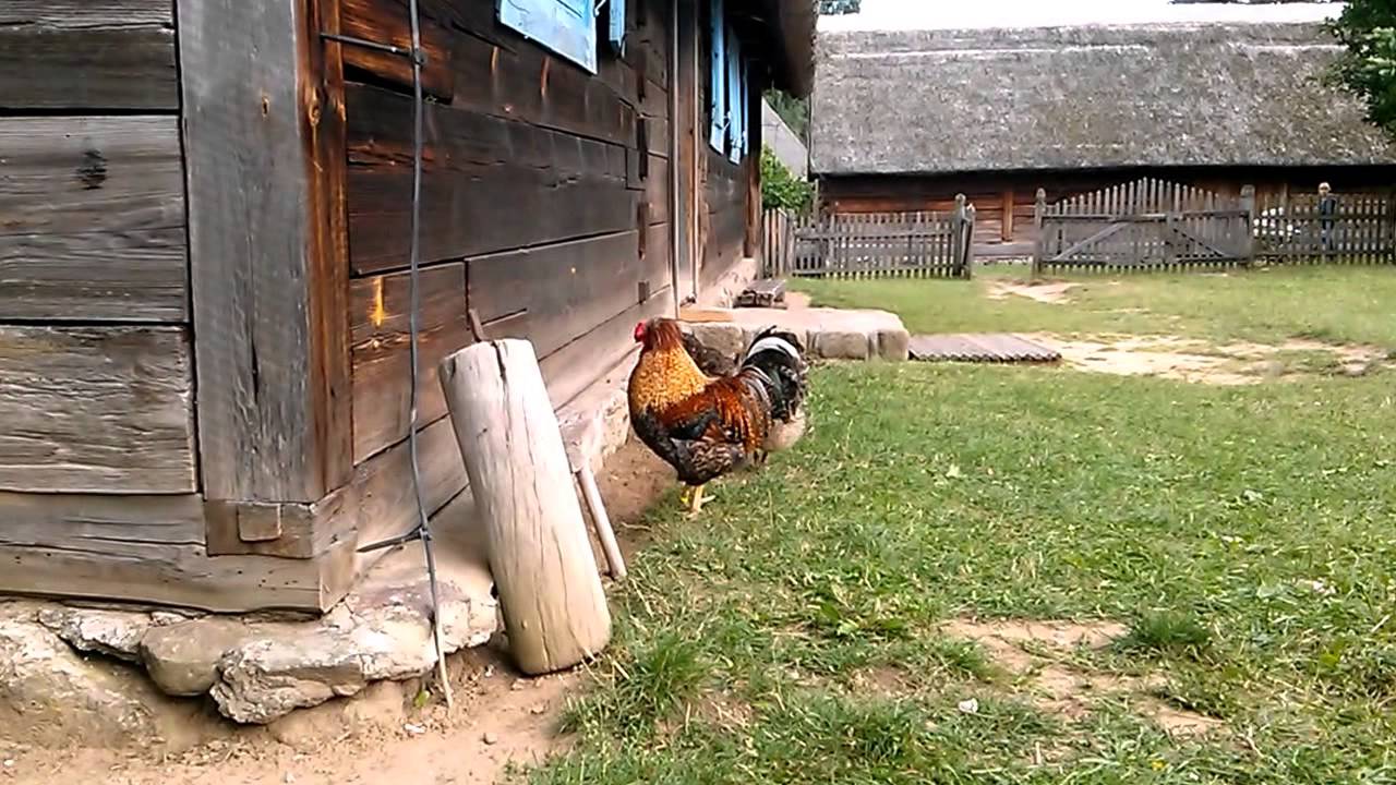 Zaloty koguta czubatki  dworskiego - folklor portal wiano.eu