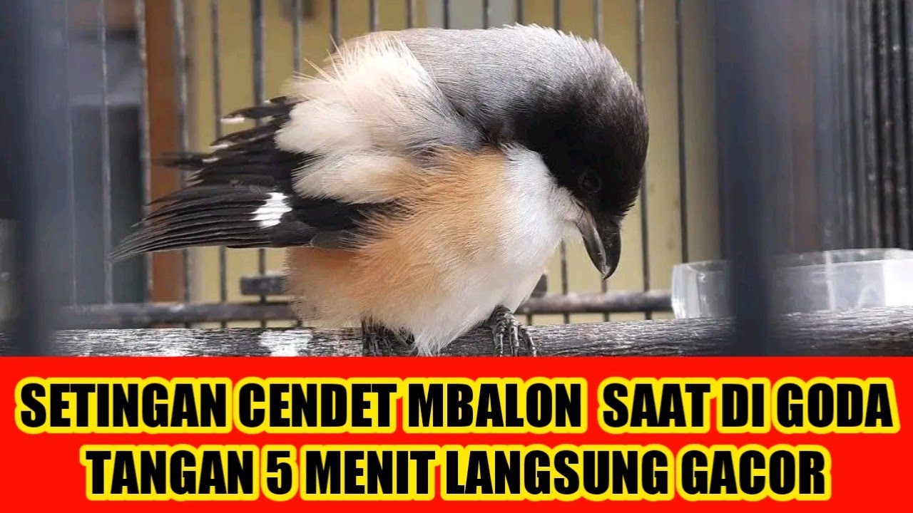 setingan cendet mbalon saat di goda tangan