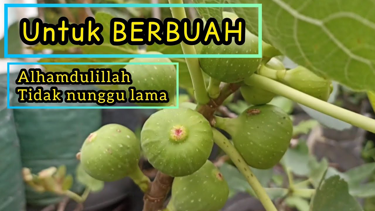 MEDIA TANAM POHON TIN AGAR CEPAT BERBUAH || CARA MENANAM POHON TIN AGAR CEPAT BERBUAH