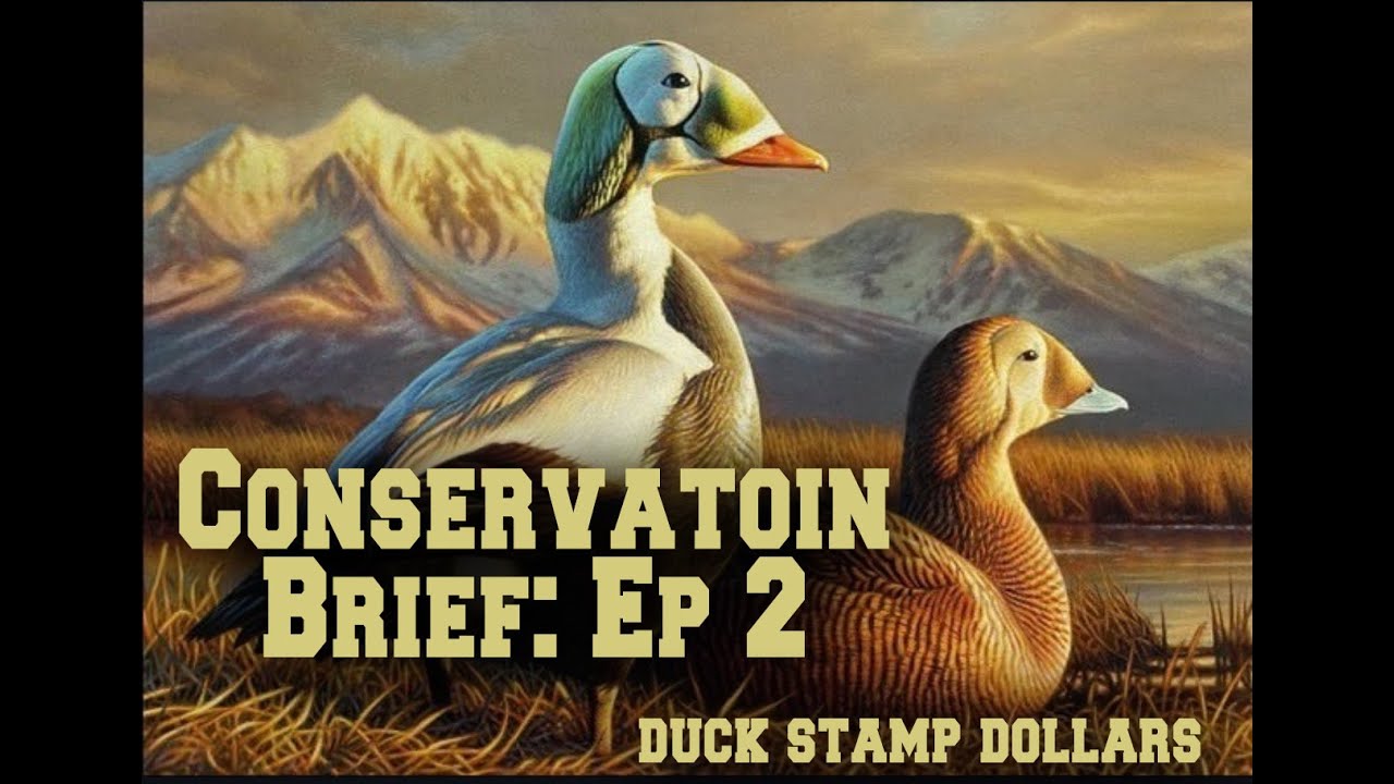 Conservation Brief Ep 2: Duck Stamp Dollars
