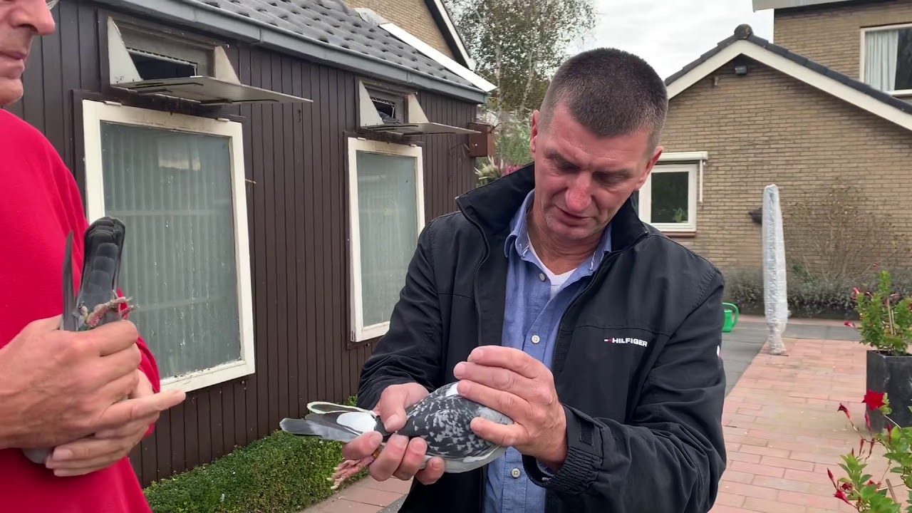 Jan Polders the best pigeons Najlepsze gołębie Jana Poldera