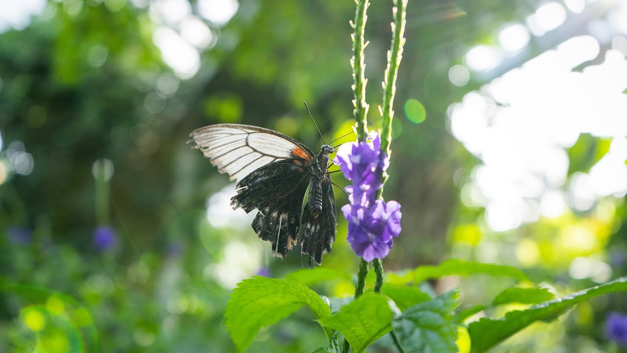 Cambridge Butterfly Conservatory