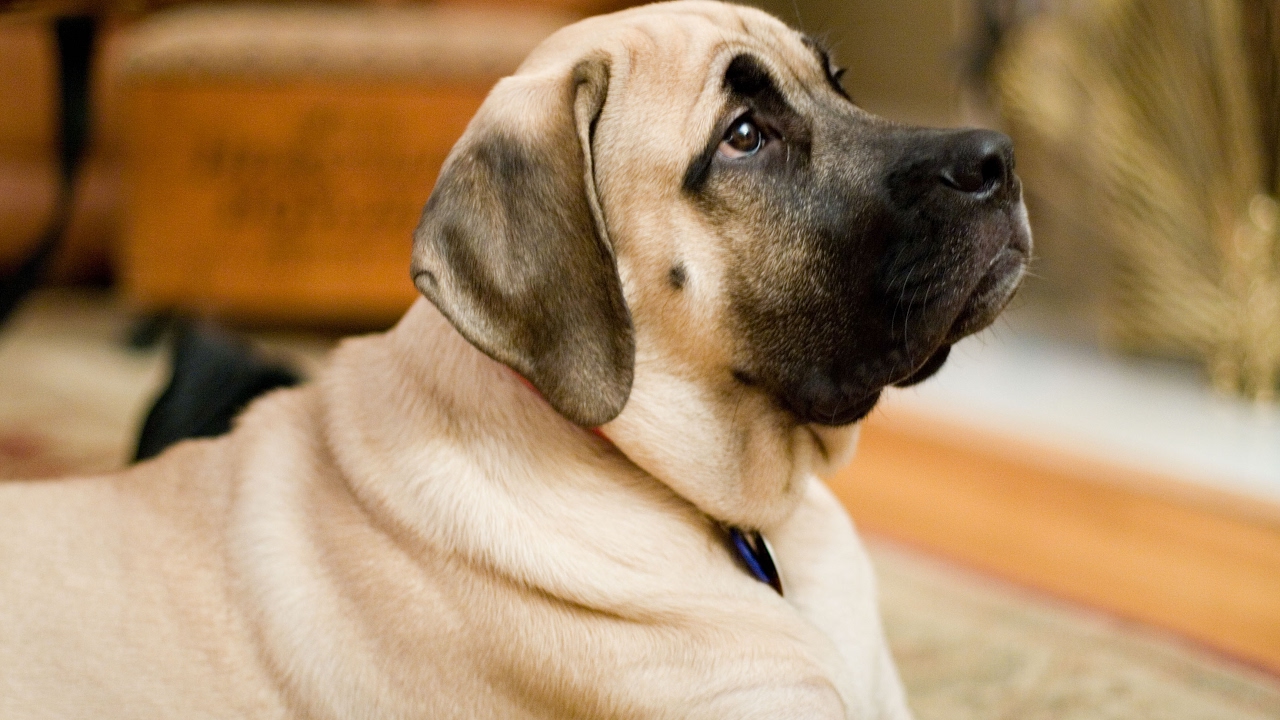 English Mastiff Dog History, Personality, Health, Care