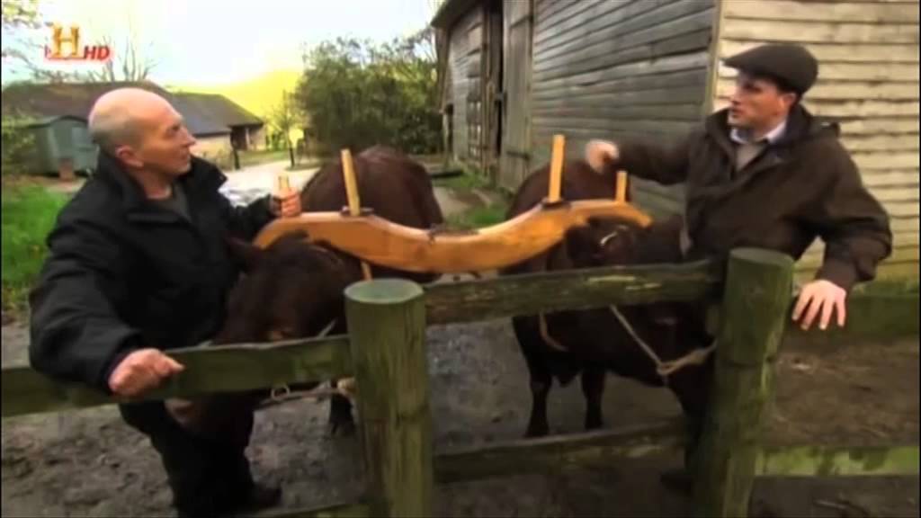 Animali e aratro pesante
