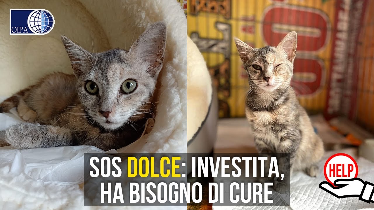 TANTI PICCOLI AIUTI CURERANNO DOLCE, GATTINA INVESTITA SALVATA DAI VOLONTARI OIPA DI ASCOLI PICENO