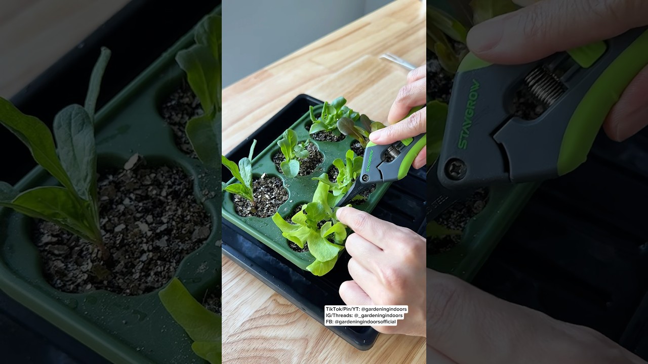 How to Thin Lettuce Seedlings