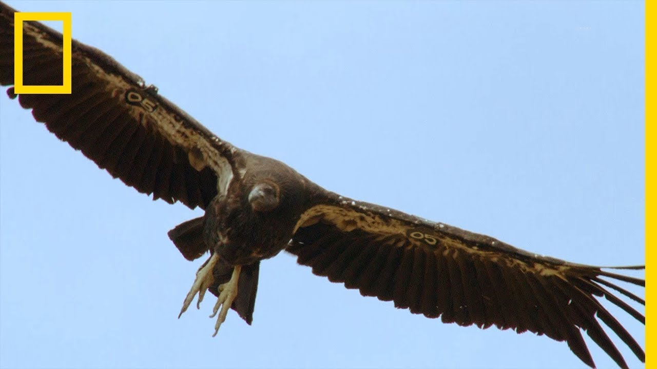 Le condor de Californie, plus grand oiseau d'Am&eacute;rique du Nord