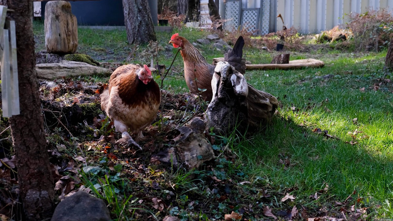 Chickens In The Yard | Natural Sounds, Background, DogTV