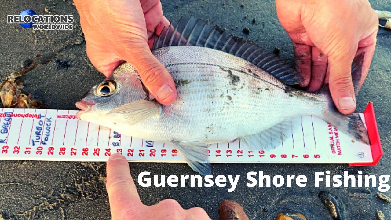 Red Mullet, Couch’s Bream & Black Bream Caught Shore Fishing In Guernsey