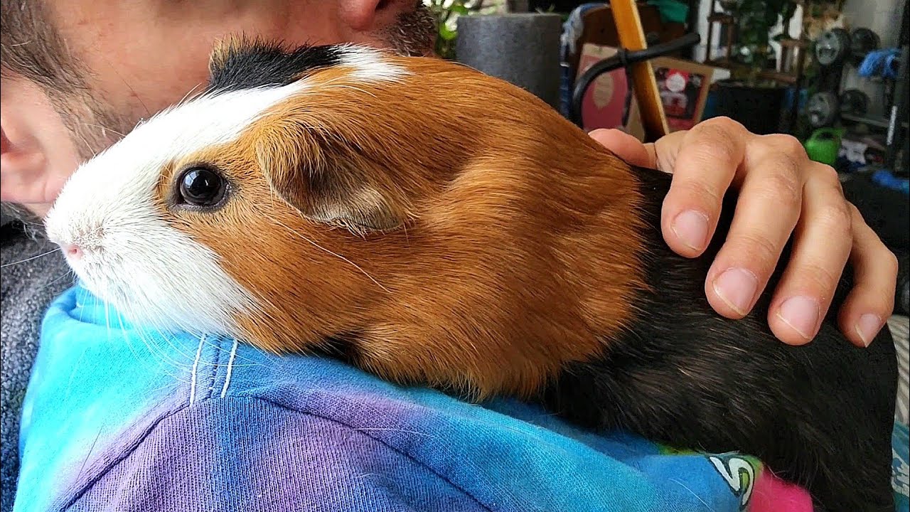 Meet My 23 Guinea Pigs - Who Gives The BEST Hug?