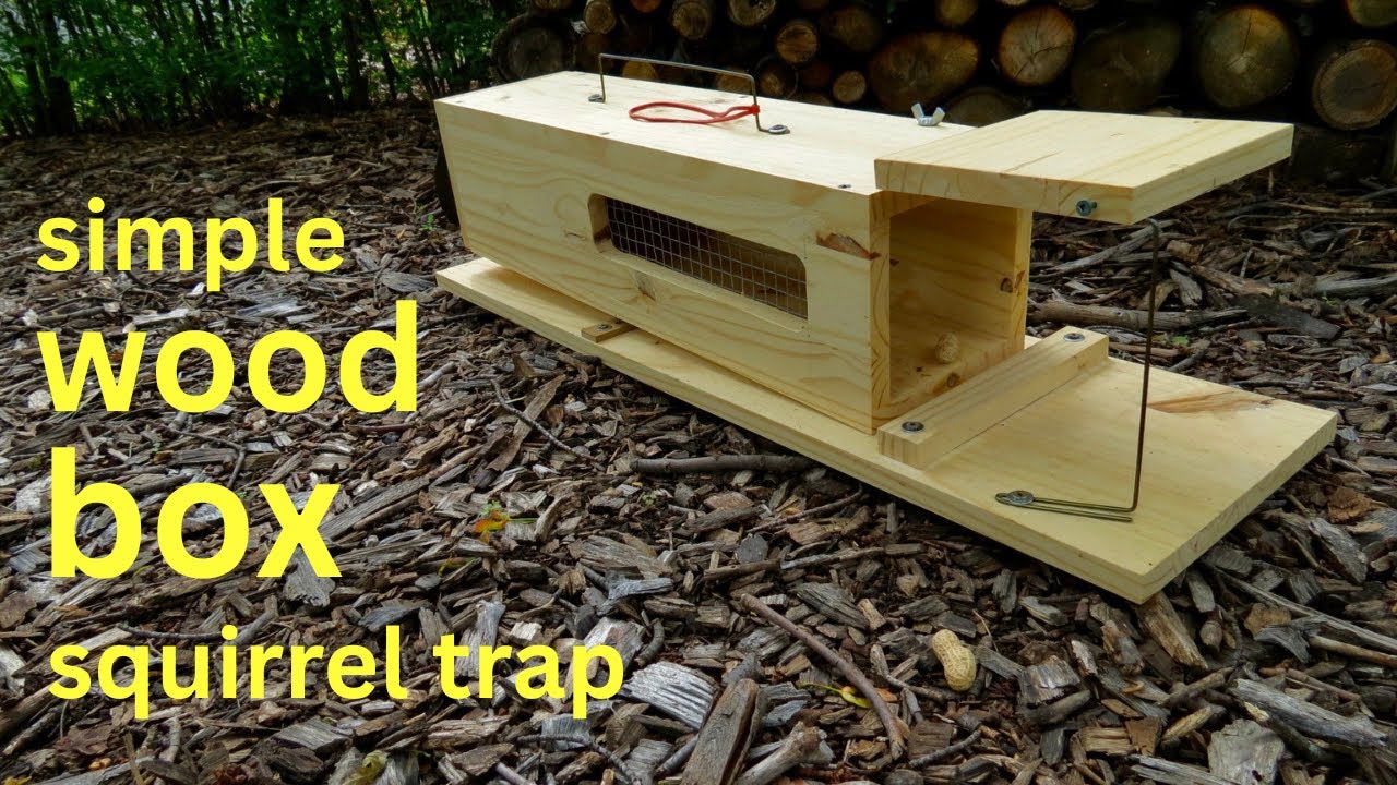 How to Make a ●  WOOD BOX Squirrel Trap  (that works!)