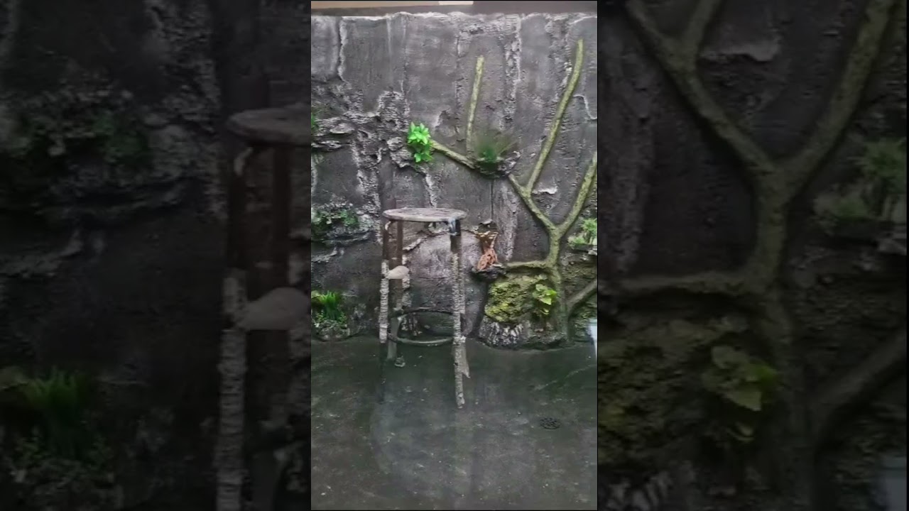 JASA PEMBUATAN MEGATANK#aquarium #glasspond #supermegatank #predatorfish #megatank #aquatic
