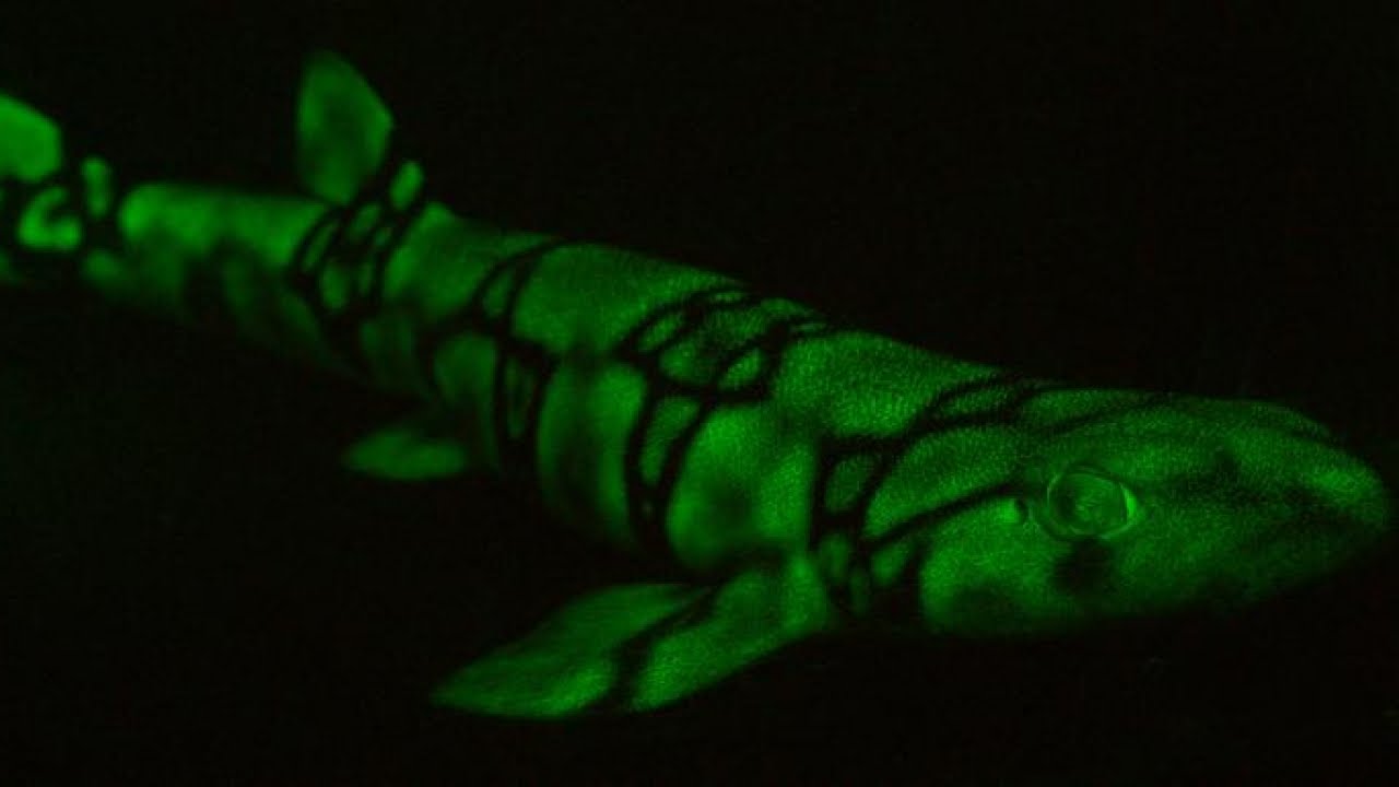 Want To See What A Shark Sees? This Camera Can Show You
