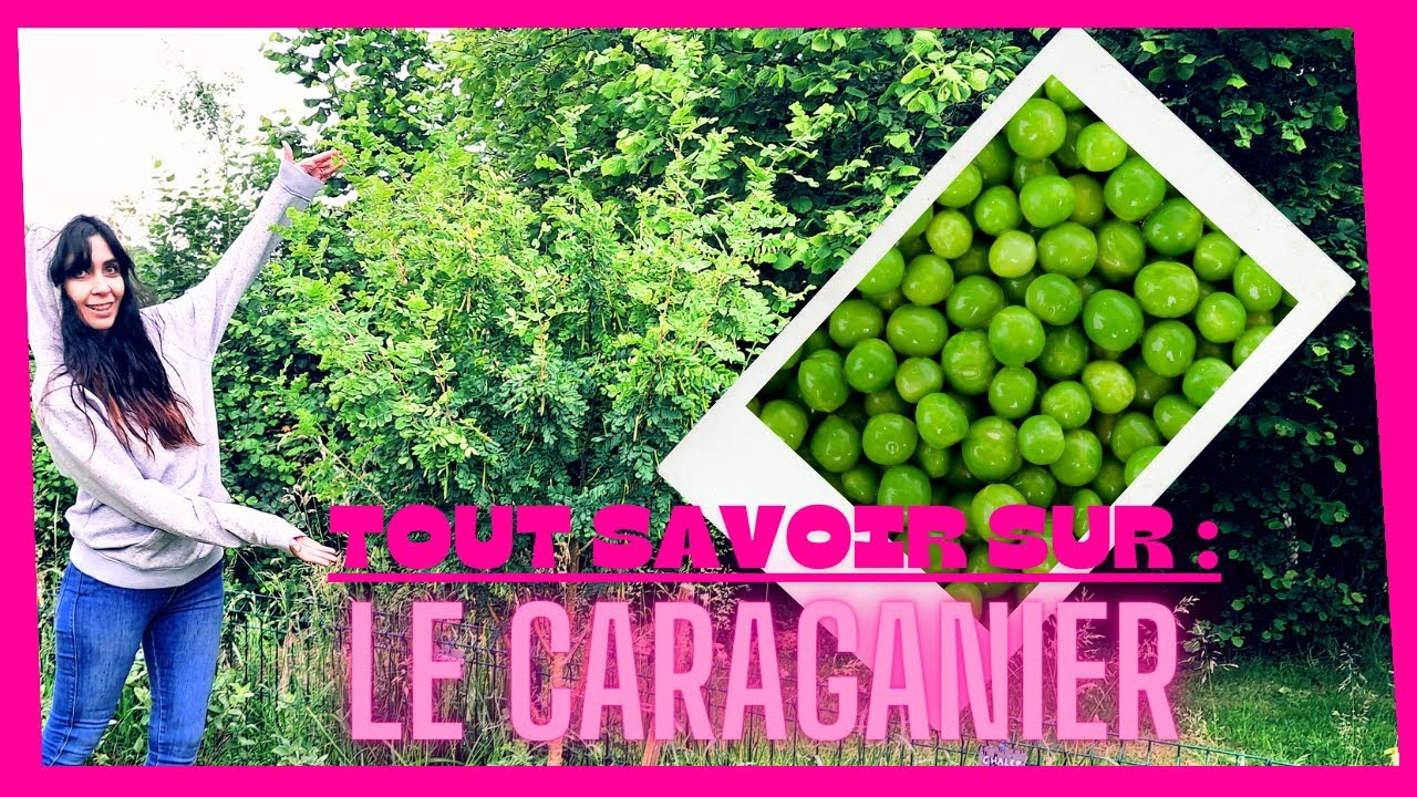🟡 Des petits Pois dans les arbres? Le Caraganier [Forêt Comestible]