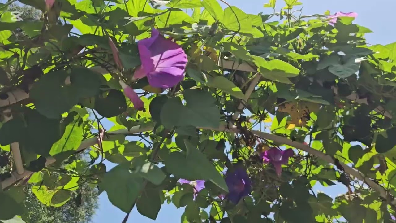 國光假期～粉紅山丘