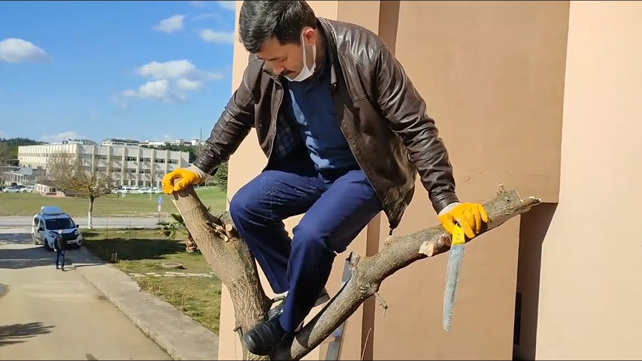 DUT AĞACI BEŞ YAŞ GENÇLEŞTİ  :)