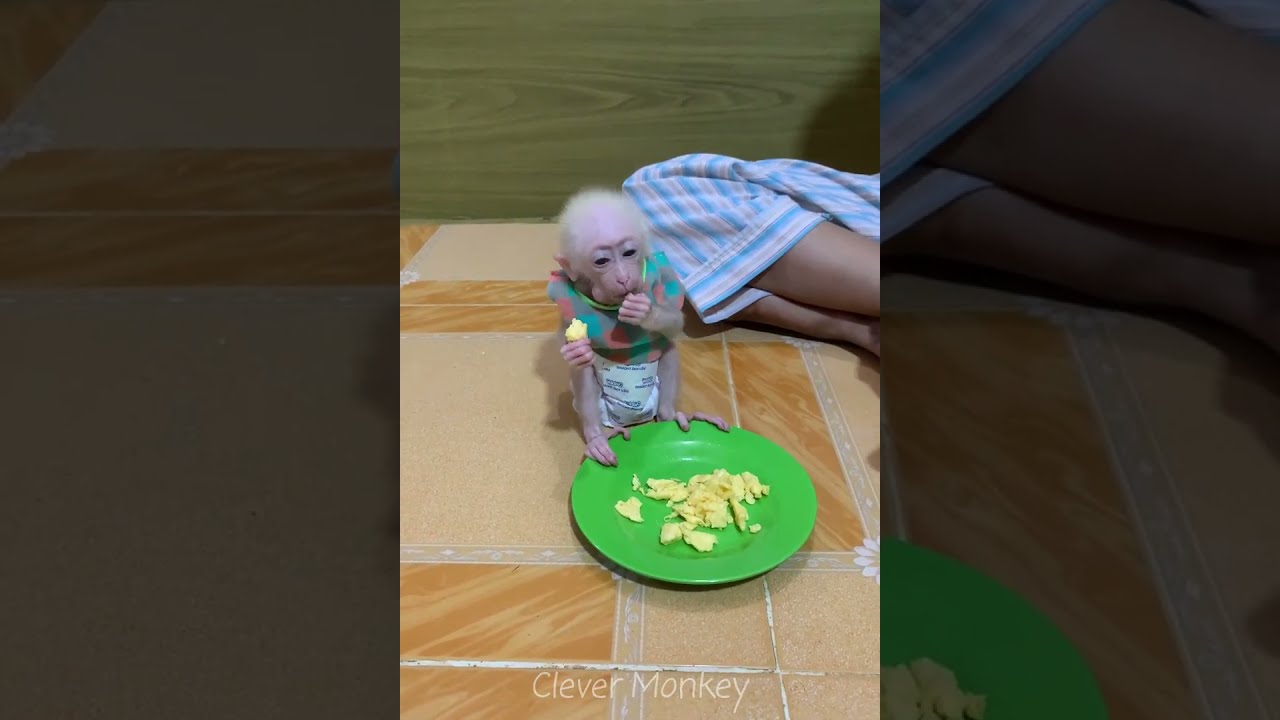 Adorable baby monkey feeling lovely that mummy take care and sharing food to eating delicious
