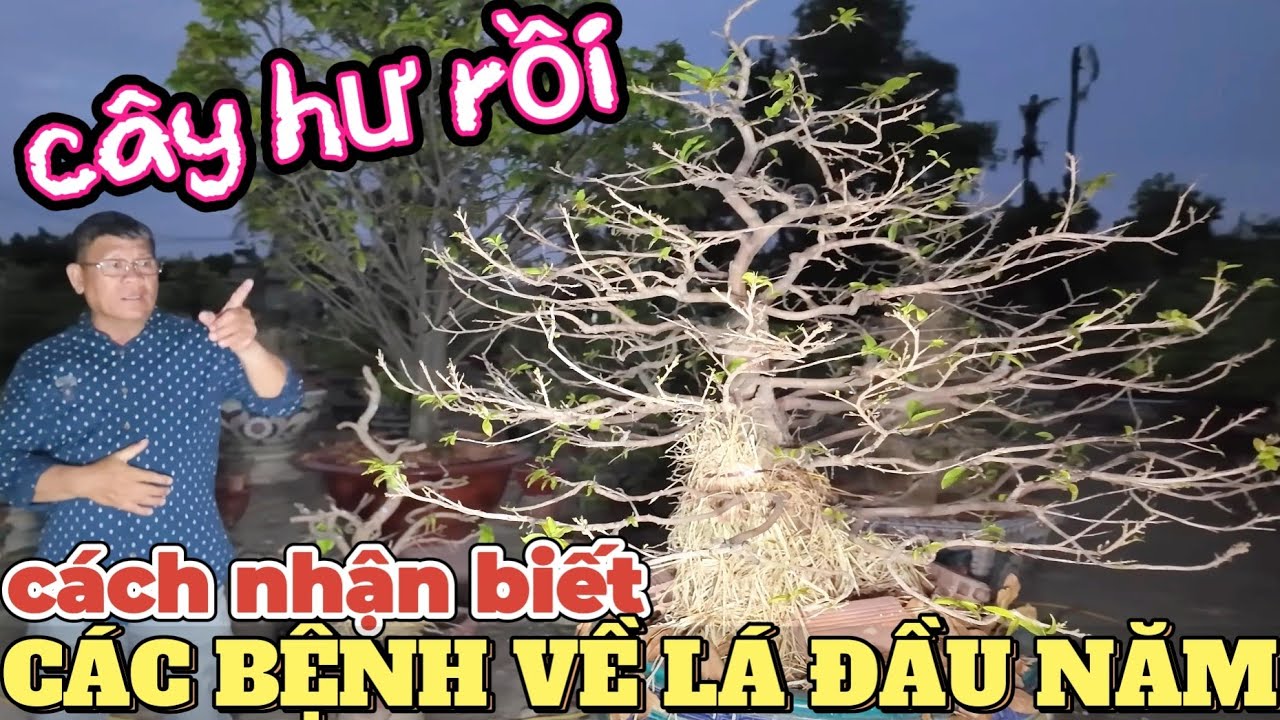 Cách nhận biết phòng trị cháy đầu lá Út Đực chia sẻ các bệnh về lá hay gặp trên cây mai vàng đầu năm