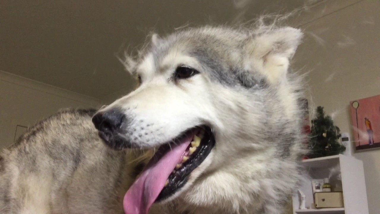 Mac the Husky gets a groom