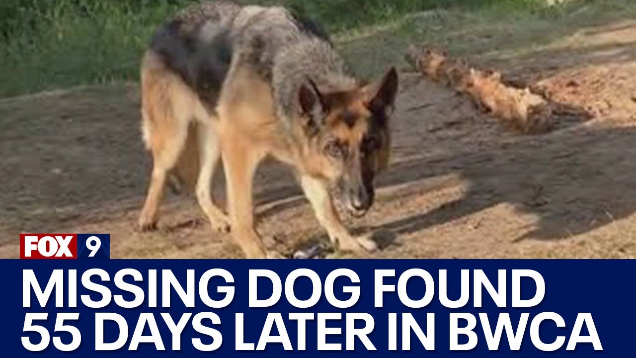 Dog missing in Boundary Waters reunited with owner after 55 days
