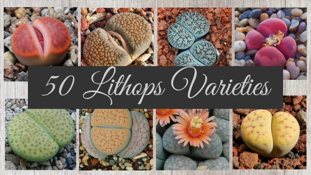 50 Lithops Varieties, Living Stones