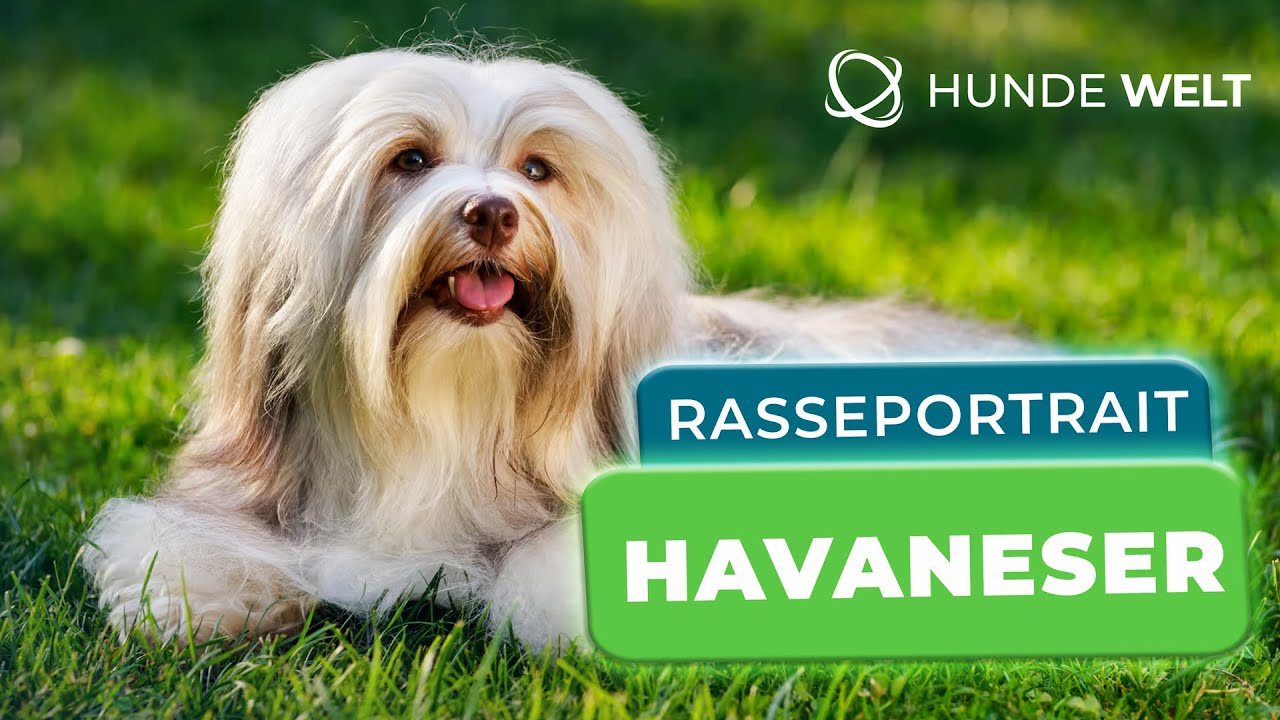 Havaneser - Rasseportrait | Aussehen, Wesen & Herkunft