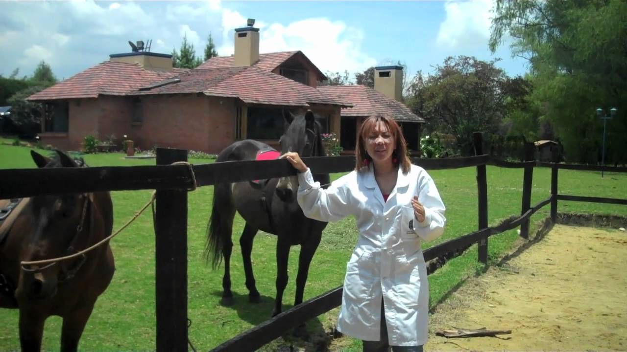 Diferencias Entre Hipoterapia y Equinoterapia