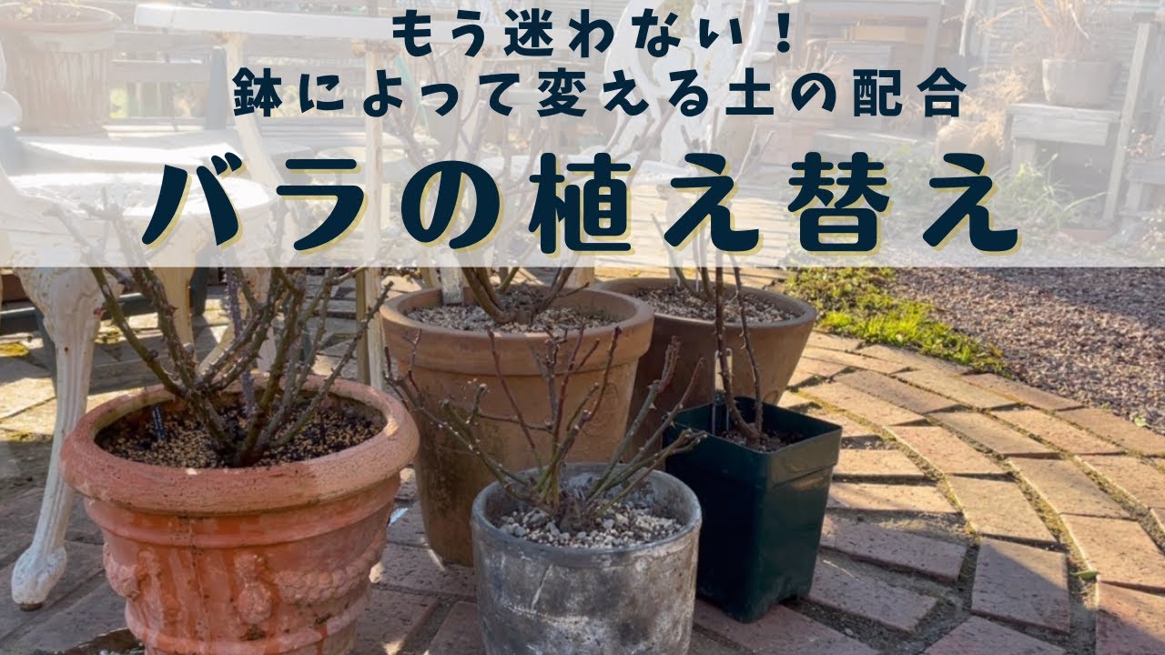 《土がキモ！鉢バラの植え替え》もう迷わなくていい土の配合／過湿厳禁！鉢別植え替えのコツ／大きくしないで育てる