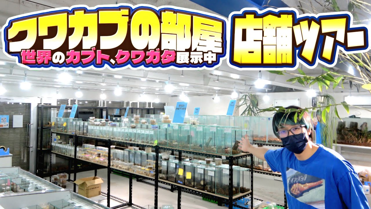350種類のクワガタカブトムシが一気に見れる展示施設が遂に完成しました