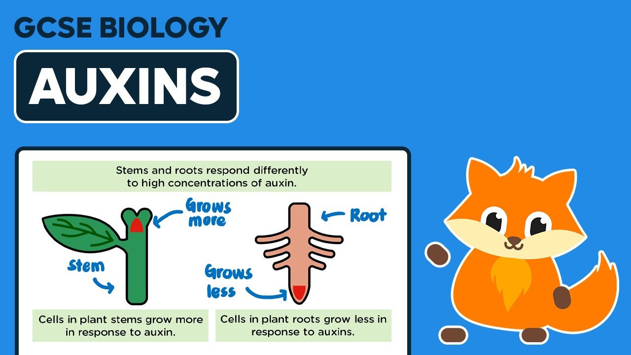 Auxins - GCSE Biology