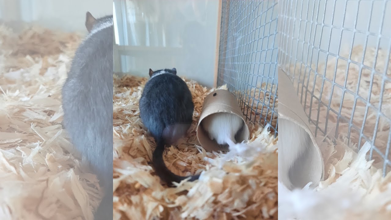 Rennmausvergesellschaftung (erfolgreich) - Ratatouille und Jungtier